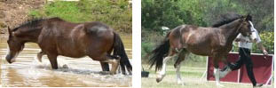 Clydesdale Stallion - Nickweb Amarula